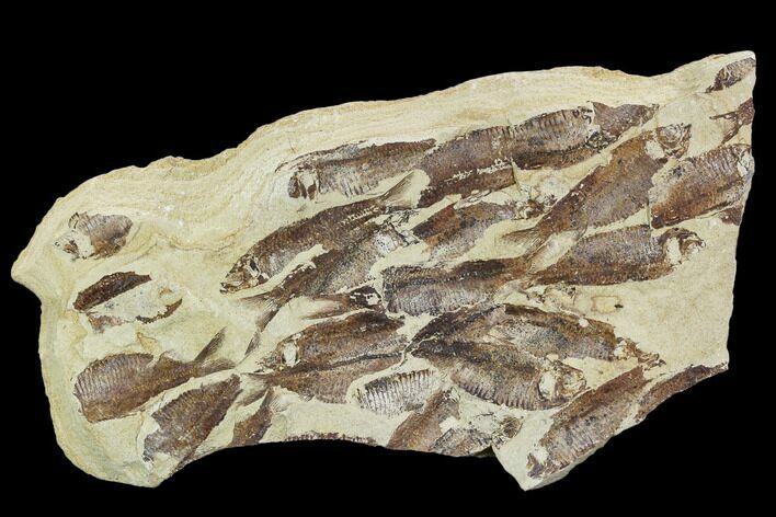 Fossil Fish (Gosiutichthys) Mortality Plate - Lake Gosiute #105414